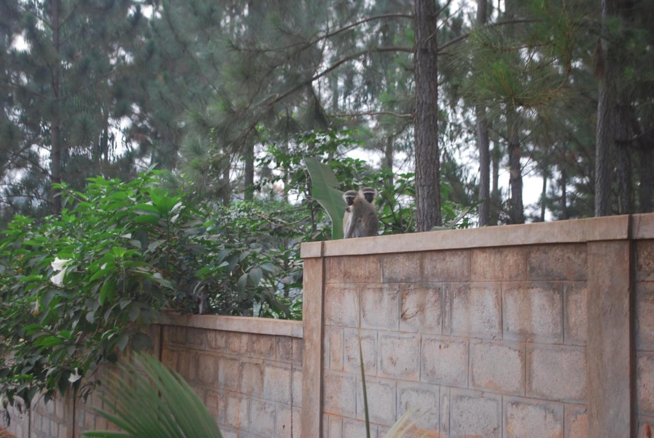Saltek Forest Cottages Masindi Eksteriør bilde