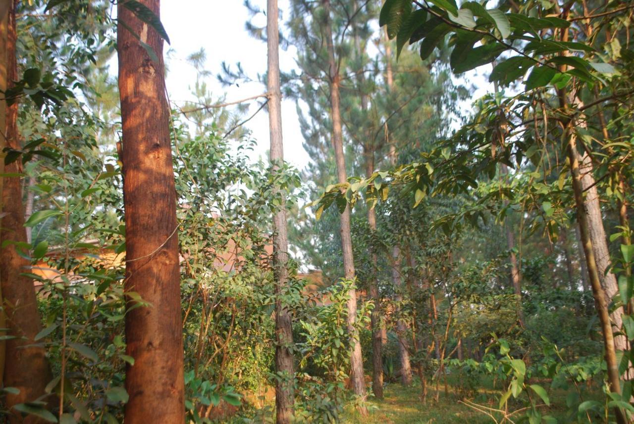 Saltek Forest Cottages Masindi Eksteriør bilde
